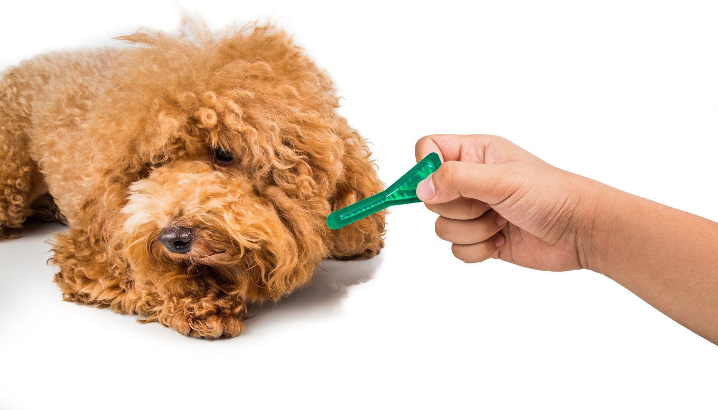 Bravecto The Go-To Flea Treatment For Dogs