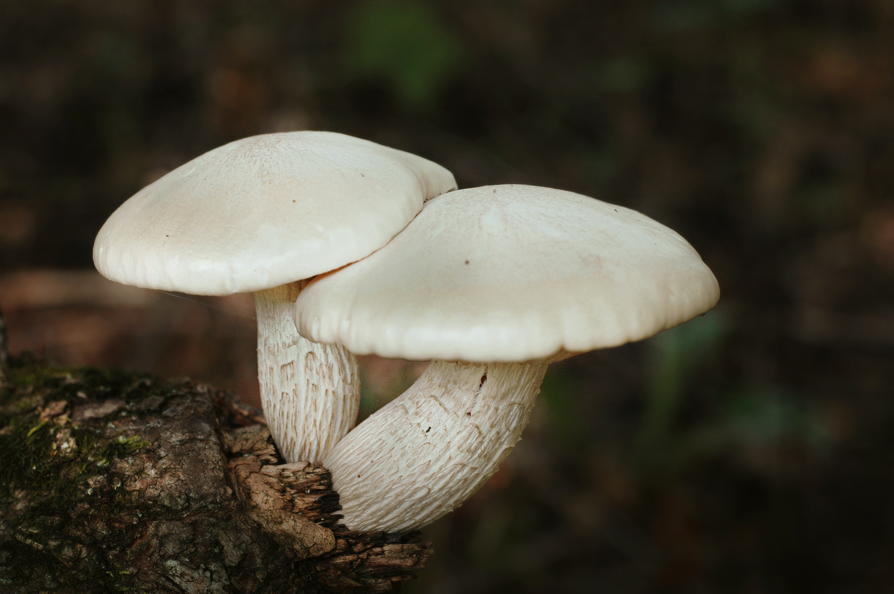 Do mushroom supplements help with hair growth?